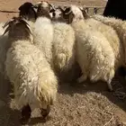 خرفان العدد 9