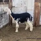 رخل نجديه صنف العمر 6 شهور