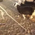 رخال نجديات