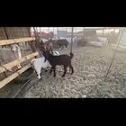 تبس وجفره للبيع