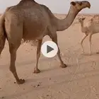 عشرا تحتها بكره