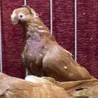 (( طبات اوزبك ))