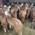 سواكن جذعان يوجد خدمه الذبح والتوصيل