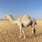 ركبي للبيع