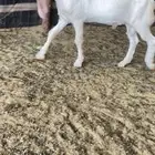 تيس ابيض مطور خصم