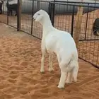 حري صنف   خروف حري طلي حري صنف