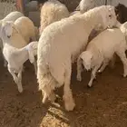 كناور حري