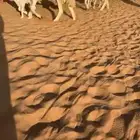 حريات حرش صنف الصنف(( تم البيع ))