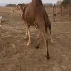 ناقه حمرا خلفه ماشاءالله تبارك الله مجموع