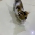 قطه للتبني صغيره جدا