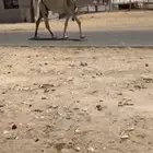 ضرايب كفو