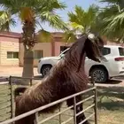 للبيع فحل قبرصي خصم نادر