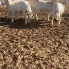 للبيع طليان فل شحم