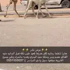 خلفه شقحا كفو