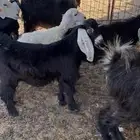 تيوس طيبه