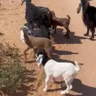 معزاء متابيع