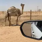 العشرا الي تو مبيوع والدها