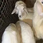 ذبايح للبيع
