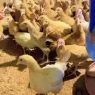 دجاج وديوك بلدي للبيع