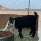 للبيع تيس مشروع فحل عارضي