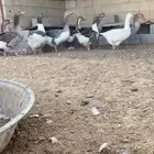 وز بلدي