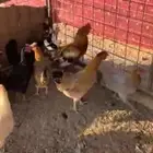 دجاج بلدي فاخر