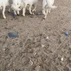 خرفان جبر ناهي