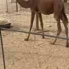 للبيع حاشي تربيه