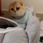 انثى سكوتش فولد للبيع