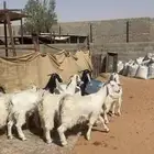 جفار جذعات