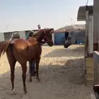 خيل
