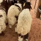 ذبايح ثلاجة للبيع