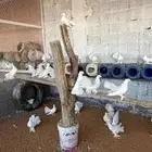 للبيع رقاص عشه كامله منتجه