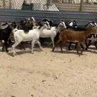 معزا جنوبيات مراح واحد .