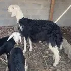 خروف نجدي فحل مشروط جذع