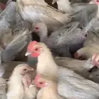 دياكه فيومي عمر6شهور للبيع الاحساء العمران