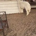 فحل جذع صنف الصنف