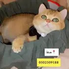 قط ذكر طالب تزاوج برتش للتزاوج   الكتنز من انتاج الذكر
