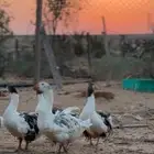 وز مفتل