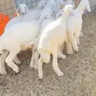 بهم حري