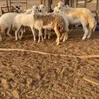 ضان مع فحلها كفو للبيع