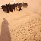 البيع نجد موليد