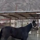 حصان انقليزي