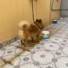 كلب شيولوا