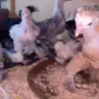 صيصان براهمي شهر وشهرين