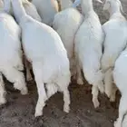 25 خروف