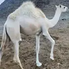 بكره