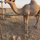 قعود علياني مفرود فحل ذمه