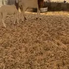 عرض فاخر