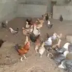 دجاج وديكه